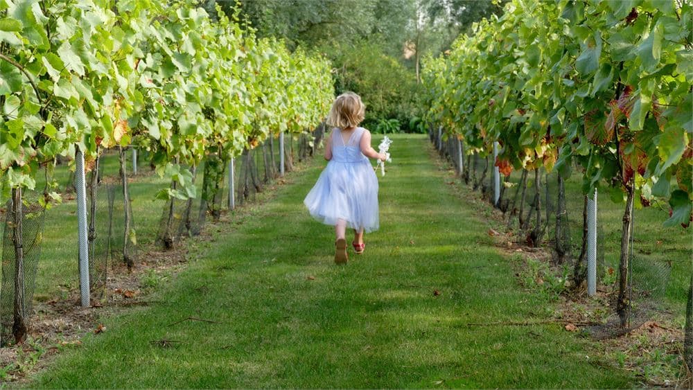 West Street Vineyard, Exclusive Hire photo #2